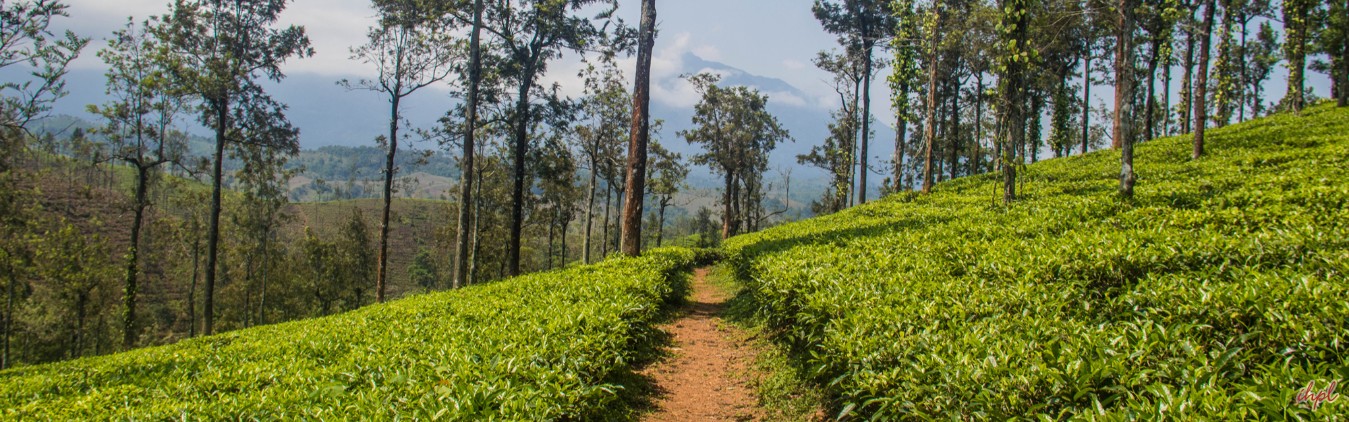 Southern Tea Estate Tour