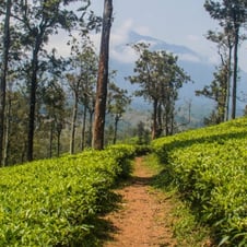 Southern Tea Estate Tour