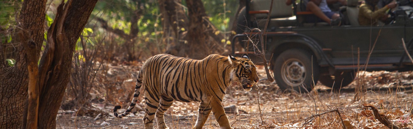 Taj Tiger Temples Tour