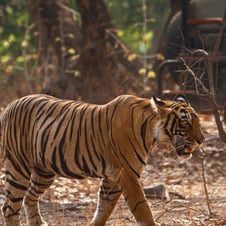 Taj Tiger Temples Tour