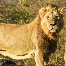 Gujarat Desert & Lion Safari Tour