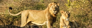 Gujarat Desert & Lion Safari Tour