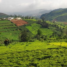Mysore Ooty Kodaikanal Tour