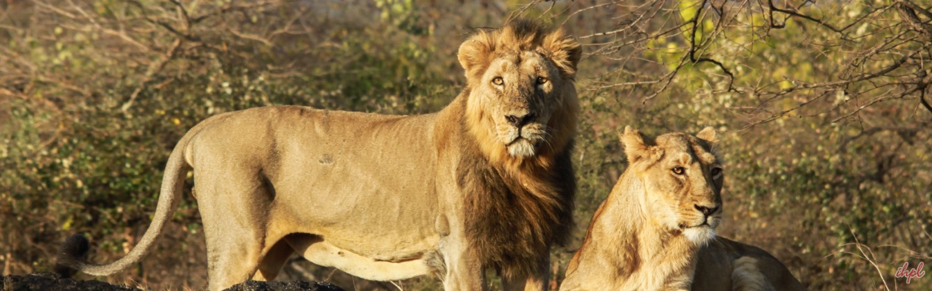 Gujarat Wildlife & Heritage Tour