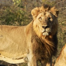 Gujarat Wildlife & Heritage Tour