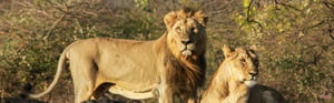 Gujarat Wildlife & Heritage Tour