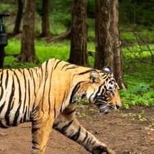 India Wildlife Tour