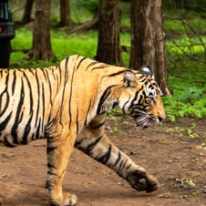 8 Days Wildlife Holiday in Rajasthan - Delhi, Sariska, Ranthambore, Bera, & Udaipur Tour