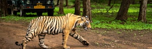 8 Days Wildlife Holiday in Rajasthan - Delhi, Sariska, Ranthambore, Bera, & Udaipur Tour