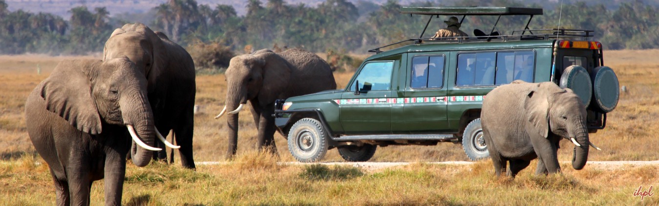 Kenya Wildlife Tour