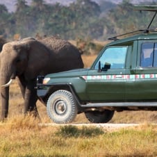 Kenya Wildlife Tour
