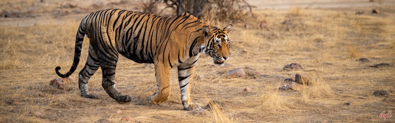 Wildlife of India with Golden Triangle Tour