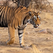 Wildlife of India with Golden Triangle Tour