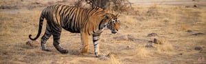 Wildlife of India with Golden Triangle Tour