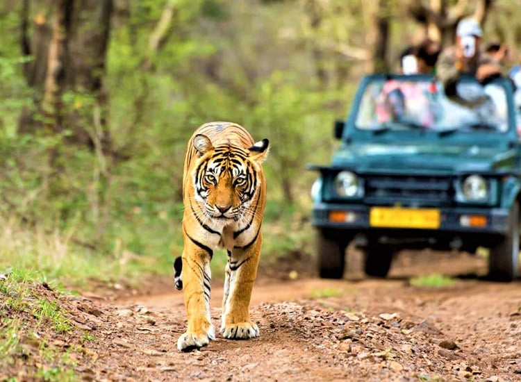 10-Wildlife-Destinations-You-Need-To-Visit-For-The-Best-Wildlife-Experience-in-India|Bengal-Tiger-Resting-Bandhavgarh|Bharatpur Bird Sanctuary|Corbett National Park|Ranthambore National Park|Periyar National Park|Kaziranga National Park|Bandipur National Park|jungle-safari-at-kanha-national-park|gir-forest-national-park|Pench Tiger Reserve|Pench Tiger Reserve|Bharatpur Bird Sanctuary|||Great-Himalayan-National-Park