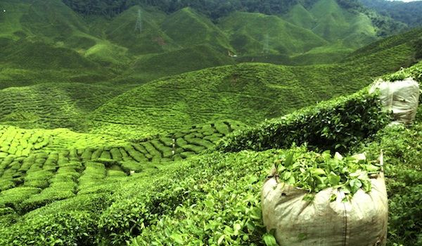Banyan Grove on Gatoonga Tea Estate|Kanan Devan Hills Plantations in Munnar|Glenburn Tea Estate in Darjeeling|Nilgiri Tea plantations in South India|Explore Happy Valley Tea Estate as India's top Tea Plantations|Jorhat ea Bungalows in Assam|Darang Tea Estate is one of the most popular tea plantations in Himachal Pradesh|Kolukkumalai Tea Estate in Tamil Nadu|Visit Kelagur Tea Estate situated in Karnataka.|The Cooch Behar Tea Estate in West Bengal