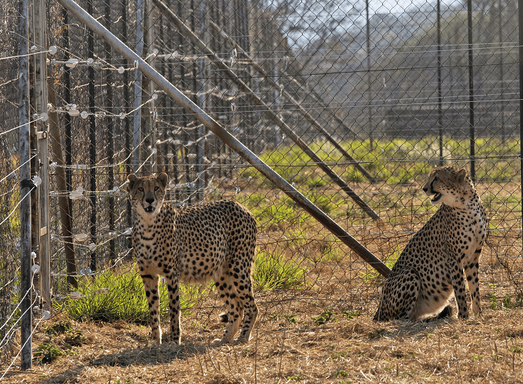 Cheetahs Return To India