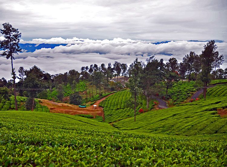 ||Ooty in June with Family|||Coonoor Hill Station in Summer||Visit Yercaud in Summer||Panchgani Hill station- Monsoon Getaway|