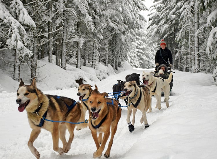|Enjoy the thrilling Skijoring||||||