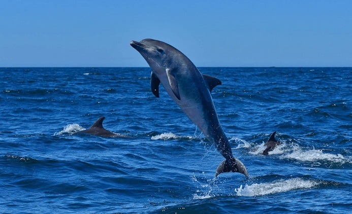dolphin safaris and spot dolphins while boating at 6 places along the river Ganga|A First in India Dolphin Safari along River Ganga