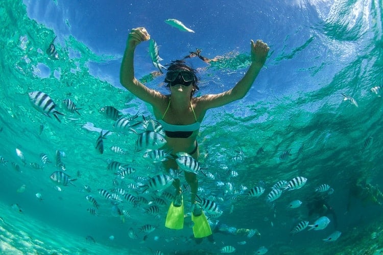 Snorkel With Giant Turtles And Witness Dolphins On Your Mauritius Holidays|