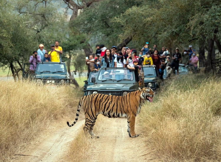 Eco-Adventures in Rajasthan: Sustainable Winter Wildlife Experiences