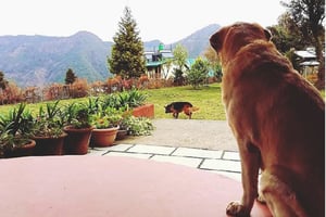 Emerald Trail|Baba Benison Resort nainital|ayar jungle resort|Luxus Nainital Adventure Park and Resort|Green Roof Hotel nainital|karinya villas|Sea Hawk Resort