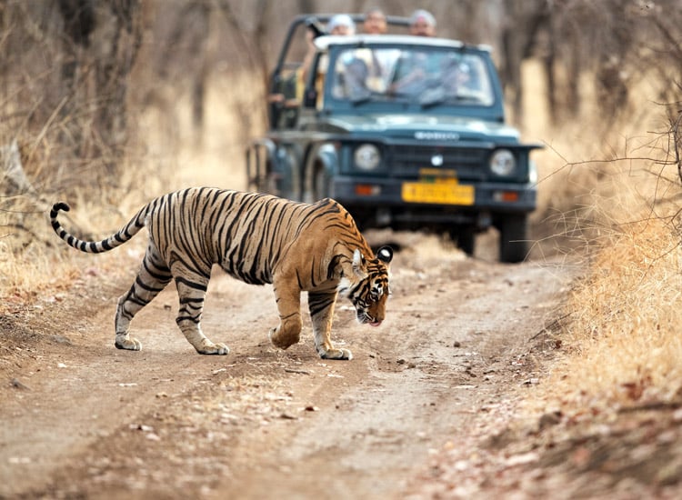 Exploring-India’s-Wildlife-Sanctuaries-Ranthambore-or-Kaziranga|Kaziranga-National-Park-Overview|Ranthambore-National-Park-Overview