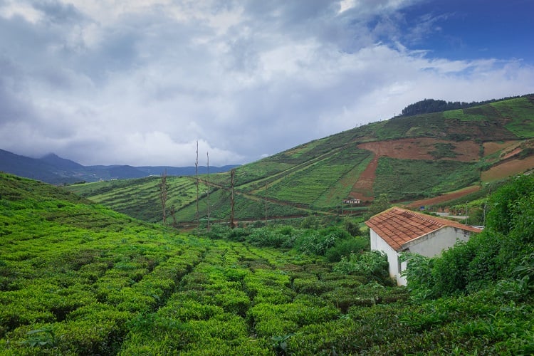 Sustainable Tourism in Coorg|Initiatives by Environment-Conscious Travelers|The IBNII - Eco Luxury Resort Offers The Best of Luxury And Nature|Rainforest Retreat Combines Eco-tourism With Sustainable Agriculture And Environmental Education|