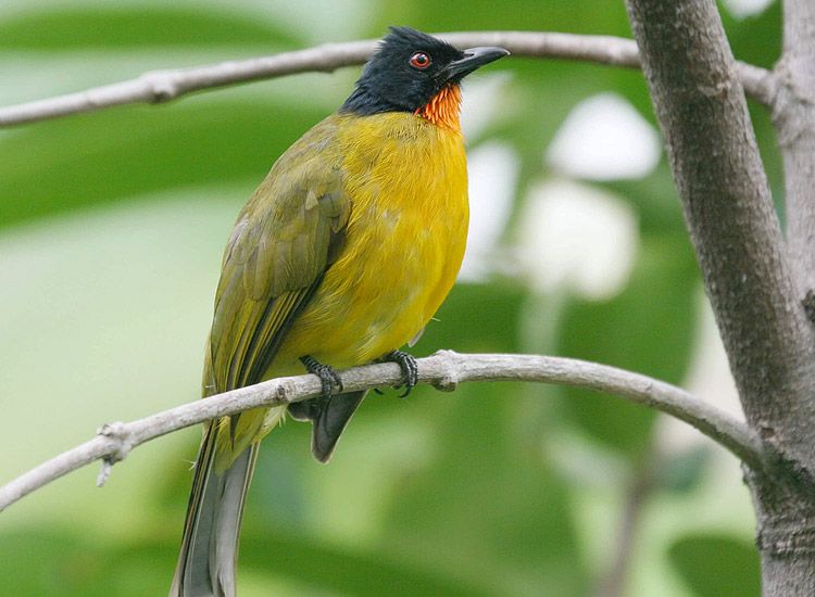 Goa Birds|Bird Festival||||