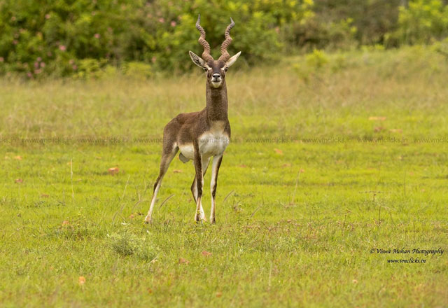 Jayamangali Wildlife Sanctuary|Nagarhole National Park|Nagarhole National Park|Bannerghatta National Park|Bandipur National Park|Kudremukh National Park|Dandeli Wildlife Sanctuary|Anshi National Park|Kabini Wildlife Sanctuary|Ranganthittu Bird Sanctuary|Brahmagiri Wildlife Sanctuary|Cauvery wildlife sanctuary|Kudremukh National Park|Dandeli Wildlife Sanctuary|Kabini Wildlife Sanctuary in June with Family|Cauvery Wildlife Sanctuary|Bhadra Widlife Sanctuary in Karnataka|Mookambika Wildlife Sanctuary in Karnataka|Arabithittu Wildlife sanctuary in Karnataka|Bhimgad Wildlife Sanctuary in Karnataka|Daroji Wildlife Sanctuary|Sharavathi Wildlife Sanctuary|Pushpagiri Wildlife Sanctuary in Karnataka