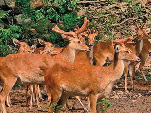 sangai manipur|One-horned Rhinoceros|Elephant Safari at Manas National Park|Kaziranga National Park|Eagle’s Nest Sanctuary|Sessa Orchid Sanctuary|Namdapha National Park|Gumti wildlife Sanctuary|spectacled langur in Tripura
