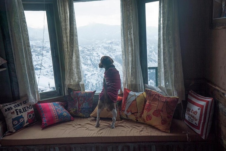 Pet-Friendly Hotels in Shimla|Mahasu House|Meena Bagh Shimla|Agro-Stone-Cottage|Wood Vista Cottages|Olive Green B&B|Vatika Resort|Hotel Silverine|Star View Cottage |Sai Cottage |Apple House |Agro Stone Cottage|Jakhu Vibes is one of the pet friendly hotel in Shimla|Jomotel Talai - One of the Best Pet friendly hotels in Shimla