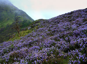 |Neelakurinji Blooms in 2018 in Munnar