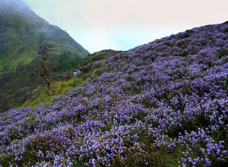 |Neelakurinji Blooms in 2018 in Munnar
