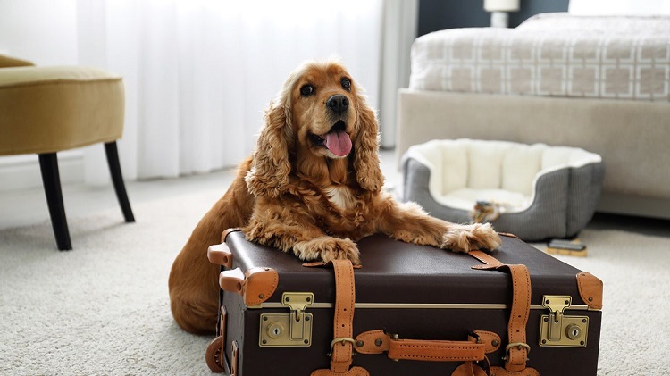 Pet-Friendly Hotels in Mumbai |Locomo Mumbai|Marriott Executive Apartment |Taj Wellington Mews|Novotel Mumbai |FabExpress Elegance|Cohostel Mumbai|Grand Hyatt Mumbai|Four Seasons Hotel|Sofitel Mumbai BKC
