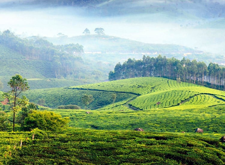 ||||Green-Valley--Thekkady|Karadippara-Spice-Garden|Periyar-Spice-&-Ayurvedic-Garden
