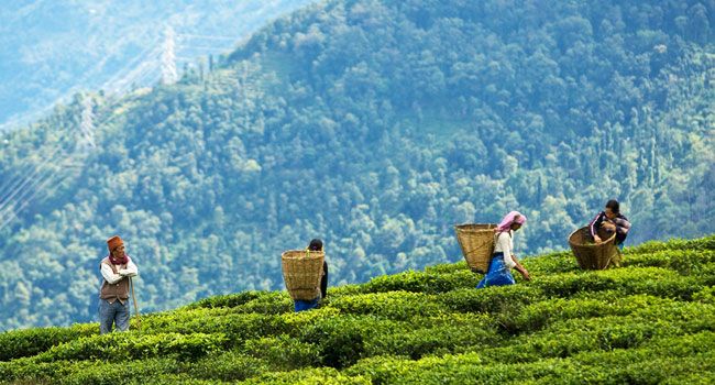 |Kerala Backwaters in kerala|Taj Lake Palace in udaipur|Ranthambore National Park|Tea Gardens in Darjeeling|Attend Bihu Festival in Assam|Kite Flying in Rajasthan|Elephant Safari in Munnar|Golden Temple in Amritsar|Camel Safari|Motorbike Trip to Ladakh|||||||Houseboats of Kerala||Taj Lake Palace