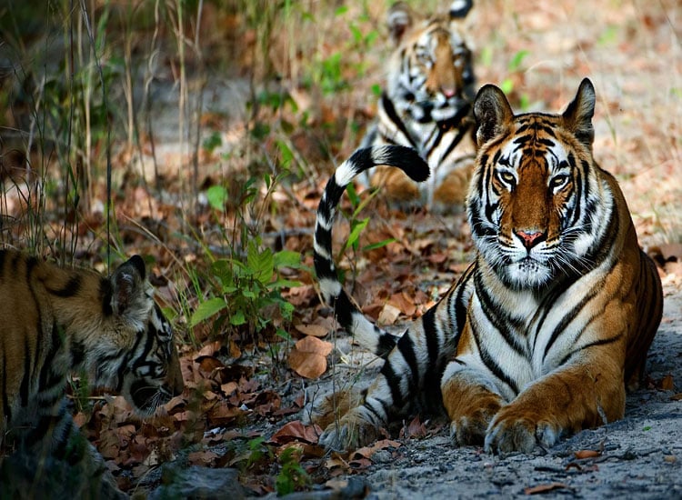 Top National Parks in India|Chardham Yatra|||||||||||||darjeeling-himalayan-railway|||deepawali festival|Madurai ||