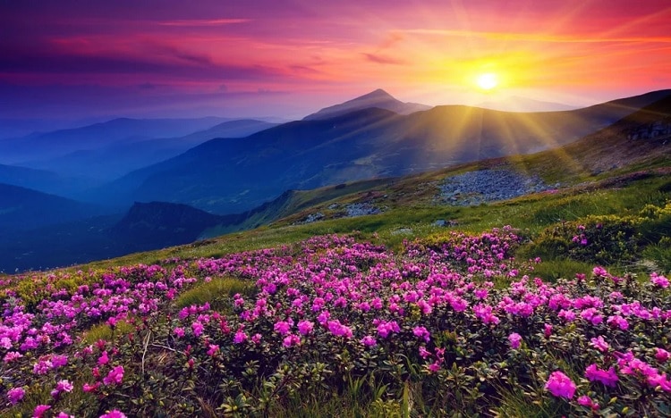 5 Reasons You Should Visit Valley of Flowers National park