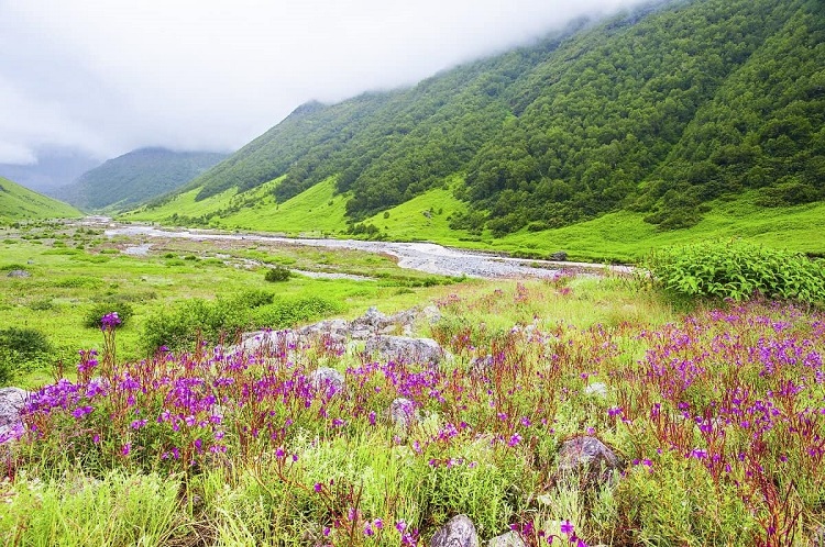 Valley of Flowers