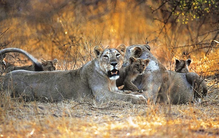 Wildlife Sanctuaries in Gujarat|Barda Hills Wildlife Sanctuary Gujarat|Hingolgadh Nature Education Sanctuary|Kutch Bustard Sanctuary|Narayan Sarovar Sanctuary|Ratanmahal Sloth Bear Sanctuary|Shoolpaneshwar Wildlife Sanctuary|Thol Wildlife Sanctuary|Wild Ass Sanctuary|Kutch Desert Wildlife Sanctuary|Gir Wildlife Sanctuary & National Park |Balaram Ambaji Wildlife Sanctuary|Marine National Park & Wildlife Sanctuary|Jessore Sloth Bear Sanctuary|Purna Wildlife Sanctuary