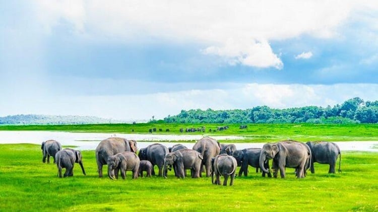 Wildlife Sanctuaries Of Sri Lanka - Discover The Wilderness|Bundala National Park|Sinharaja Forest Reserve|Yala National Park||Minneriya National Park|Kaudulla Nature Reserve|Wilpattu National Park|Kumana National Park