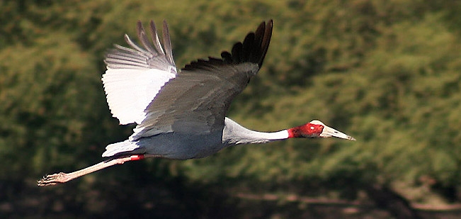 Sarus Crane