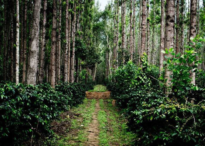 Visit the scenic Coffee Estate in Chikmagalur|Enjoyment at Hebbe Falls in Karnataka|Sharadamba Temple in Chikmagalur|Horanadu Temple in Chikmagalur|Chikmagalur Golf Club|Coffe Musum in Chikmagalur|Trekking to Mullayanagiri Mountain Peak|Scenic Jhari Fall|Kemangudi Peak in Karnataka|Baba Budangiri Trek|Bhadra River Rafting in Chikmaglur|Kalathigiri Falls in Chikmagalur|Bhadra-wildlife sanctuary|Kudremukh Trek|Alekan Falls in Chikmagalur