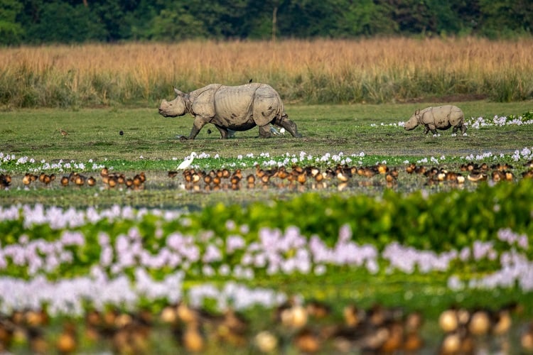 ome-across-the-wilderness-of-the-Sanctuary|One Horned Rhino with her young baby grazing grass at Pobitora Wildlife Sanctuary Assam|Elephant-Safari