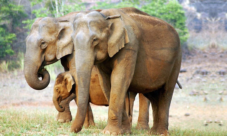 places-to-visit-in-thekkady|places-to-visit-periyar-national-park|Kumily|Cardamom-hills|Mangla-Devi-Temple|Mullaperiyar-Dam|Murikkady|Pandikuzhi|Peermedu||Abrahams-Spice-Gard|elephant-junction|Cardamom-Hills