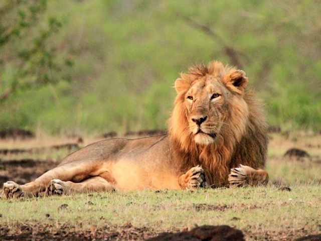 ||Bandipur||Ranthambore National Park||||||Keoladeo Ghanan National Park
