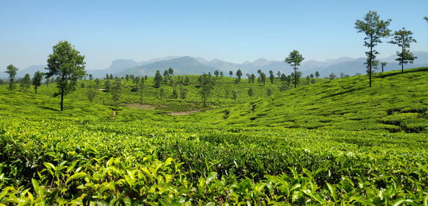 |Coonoor|Javadi-Hills|Kodaikanal|Kotagiri|Meghamalai|Ooty|Valparai|Velliangiri-Hills|Yelagiri|Yercaud|hill-station-in-tamil-nadu|Javadi-Hills||||||||||||||Yercaud||