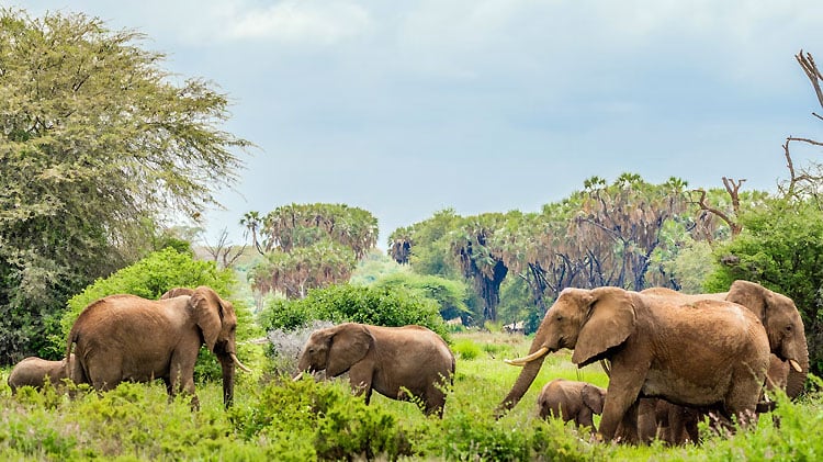 intro-wildlife|Serengeti-National-Park|Ngorongoro-Crater|Maasai-Mara-National-Reserve|Kruger-National-Park|Tadoba-National-Park|Etosha-National-Park|Bandhavgarh-National-Park|Samburu-National-Reserve|Mana-Pools-National-Park|Gir-National-Park